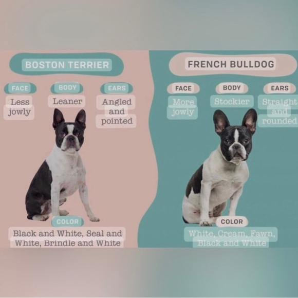 One Yellow Floral French Bulldog / Boston Terrier Linen Dog Food Placemat - Picture 6 of 6